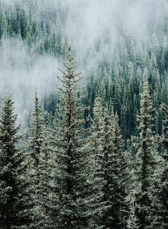 bosco con alberi da legno Arena Parquet