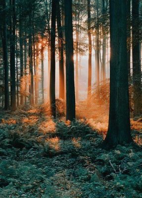 Bosco con alberi da legno