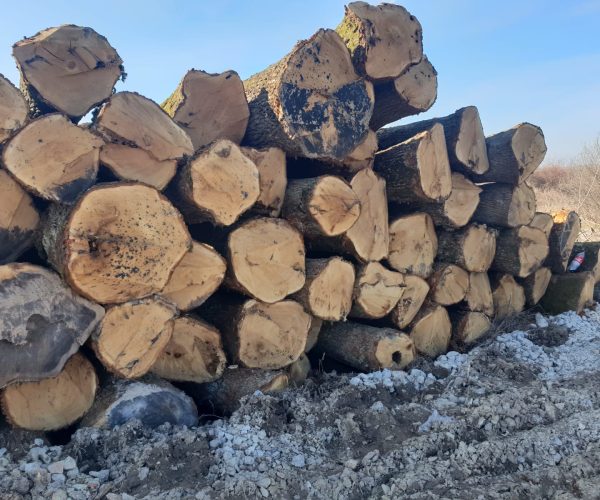 tronchi tagliati di alberi da legno